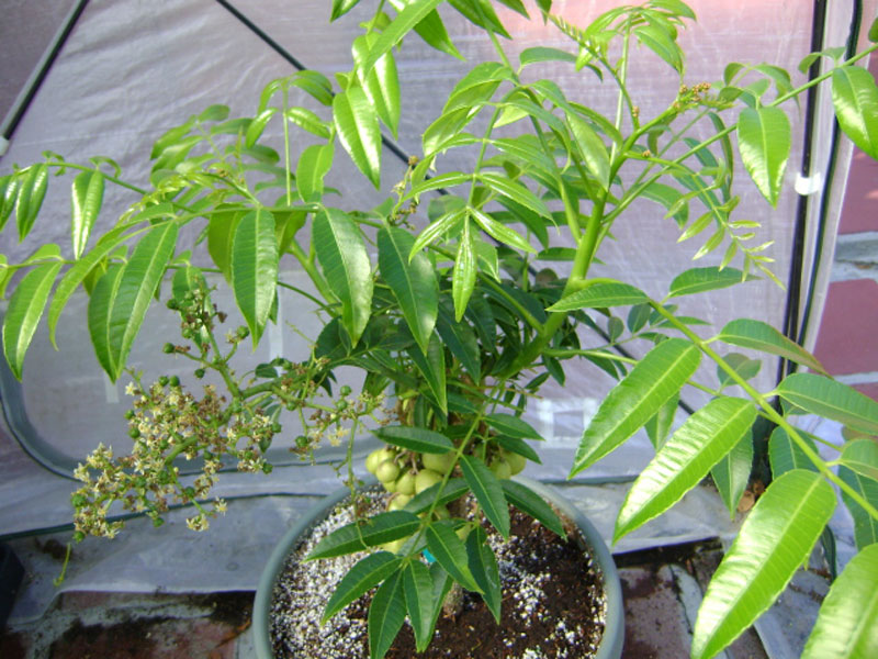 Kỹ thuật trồng cây cóc Thái trên sân thượng cho trái ăn quanh năm - ảnh 1